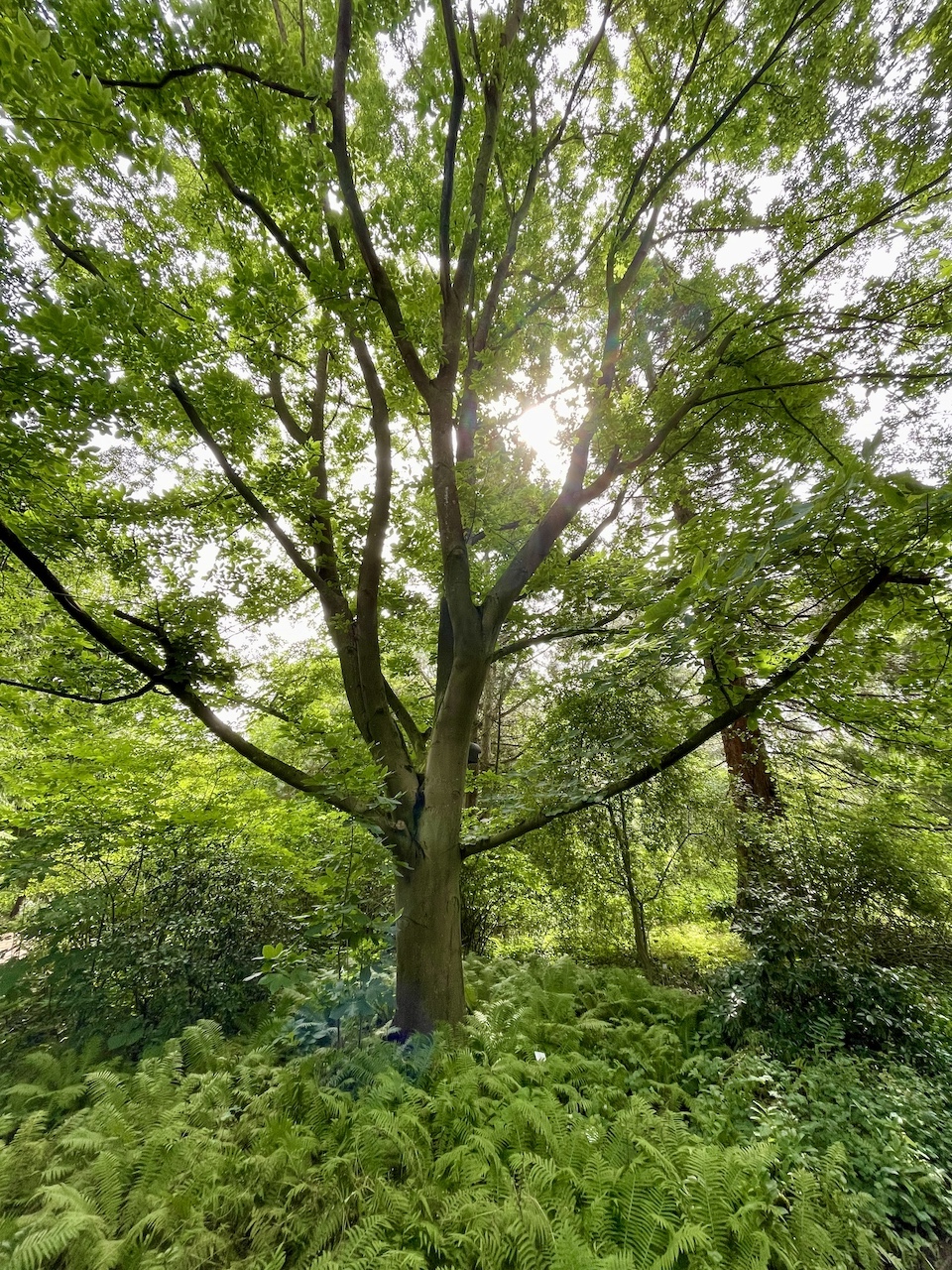 Carya cordiformis - Kiel - Juli 2024