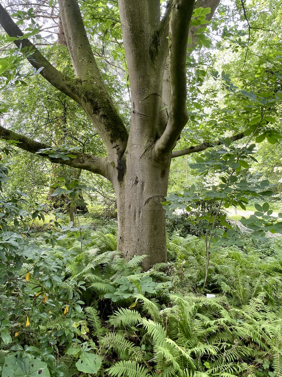 Carya cordiformis - Kiel - Juli 2026