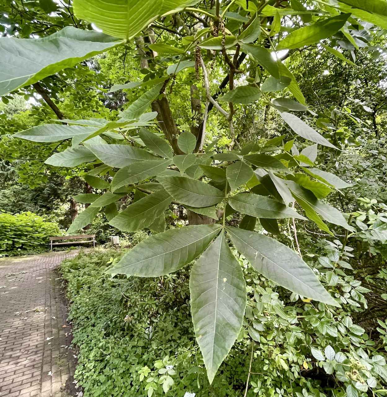 Carya cordiformis - Kiel - Juli 2026