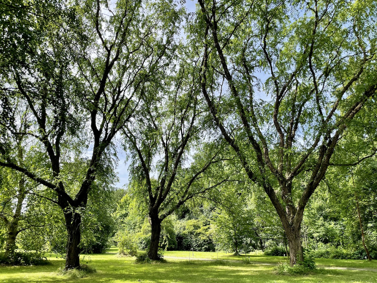 Betula nigra - Kiel - Juli 2024