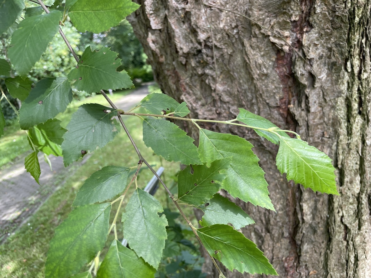 Betula nigra - Kiel - Juli 2024