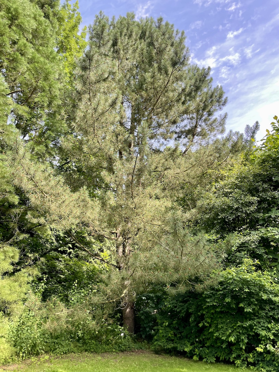 Pinus resinosa - Kiel - Juli 2024