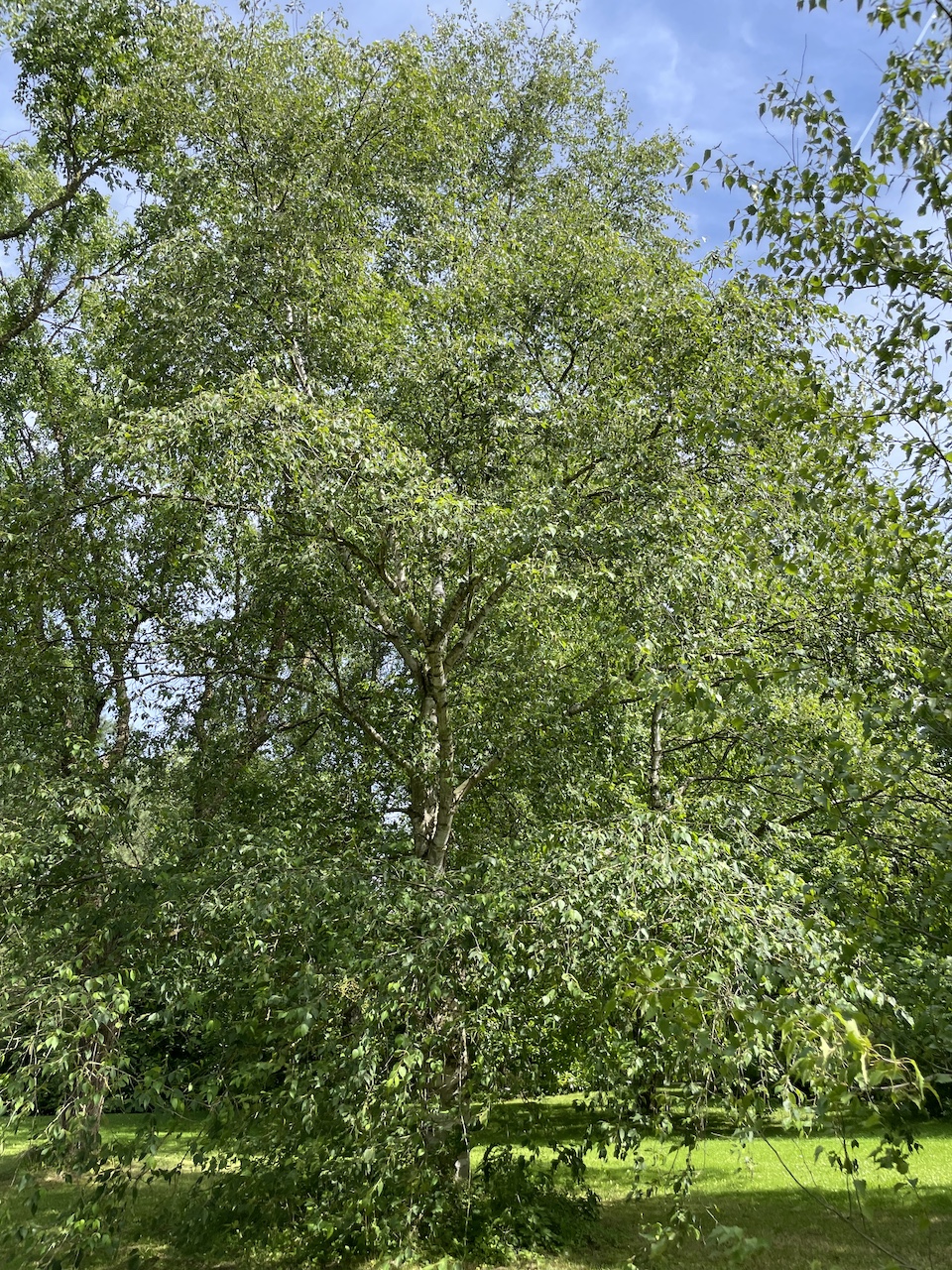 Betula papyrifera - Kiel - Juli 2024
