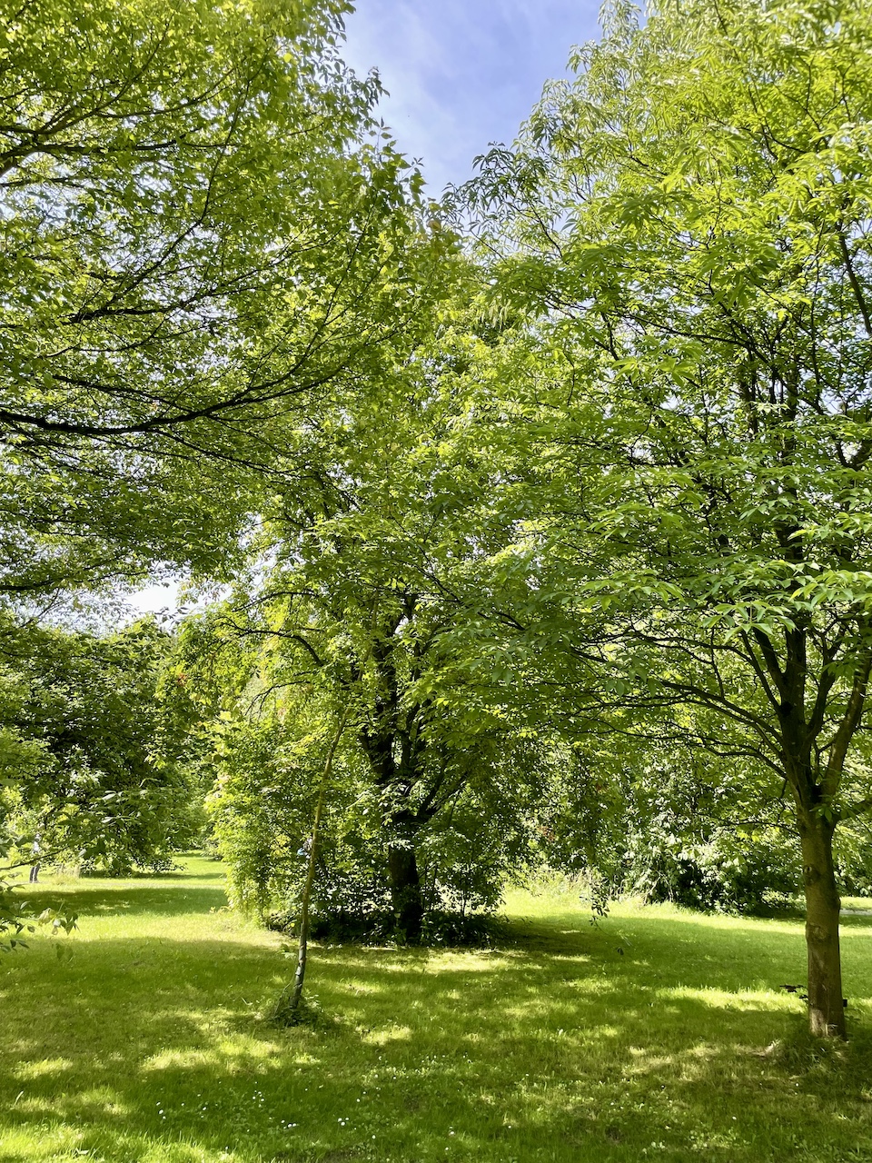 Aesculus flava - Kiel - Juli 2024