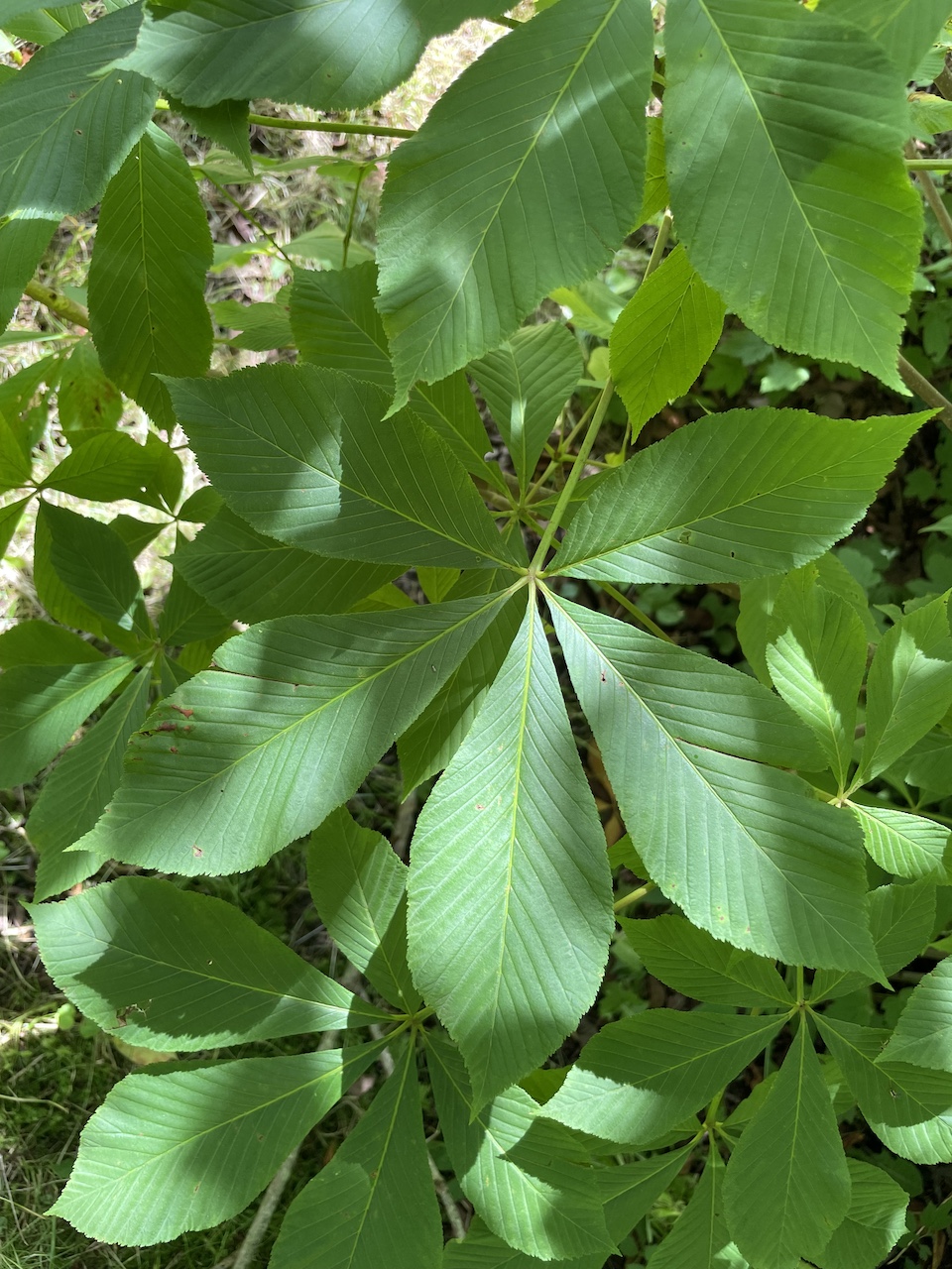 Aesculus flava - Kiel - Juli 2024