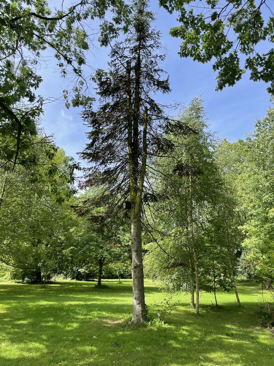 Abies lasiocarpa - Kiel - Juli 2024