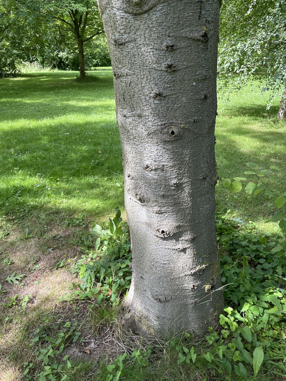 Abies lasiocarpa - Kiel - Juli 2024