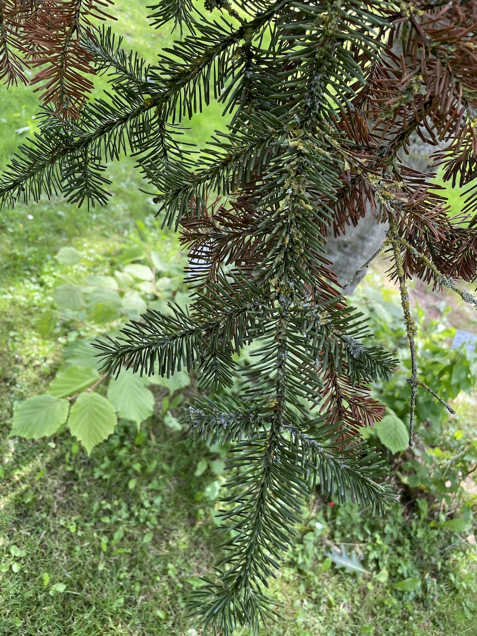 Abies lasiocarpa - Kiel - Juli 2024