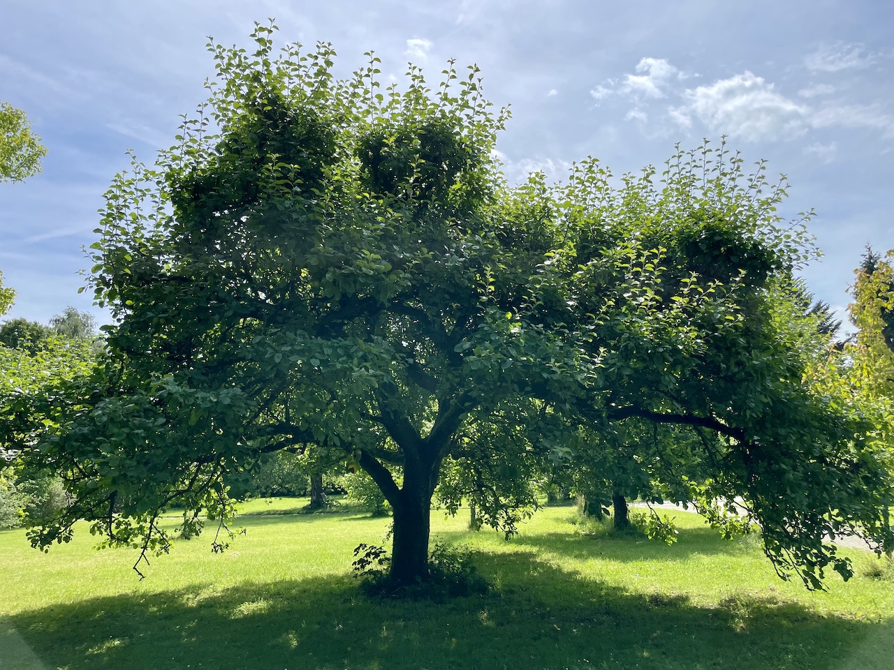 Malus domestica 'Schöner von Boskoop' - Kiel - Juli 2024