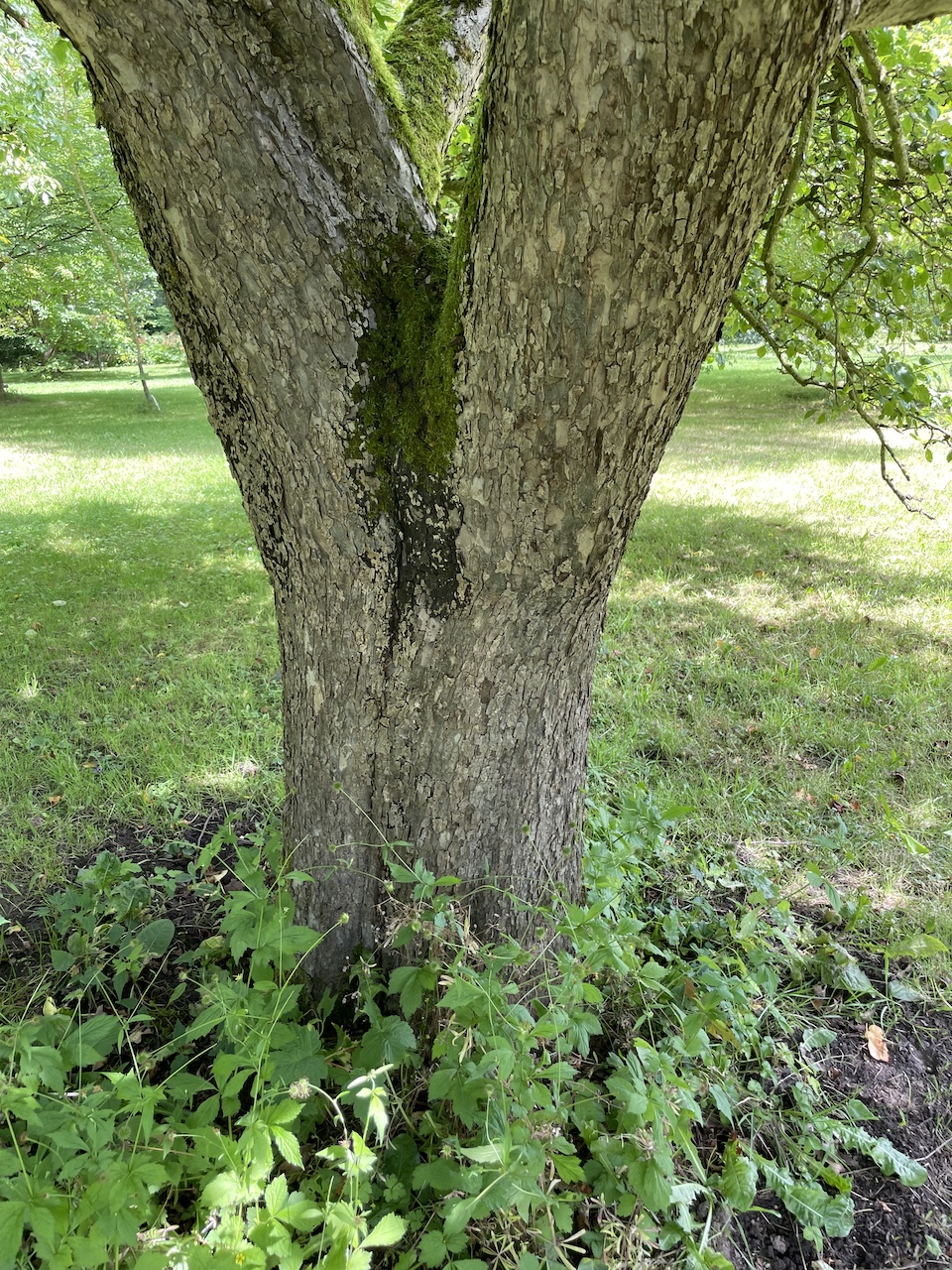 Malus domestica 'Schöner von Boskoop' - Kiel - Juli 2024