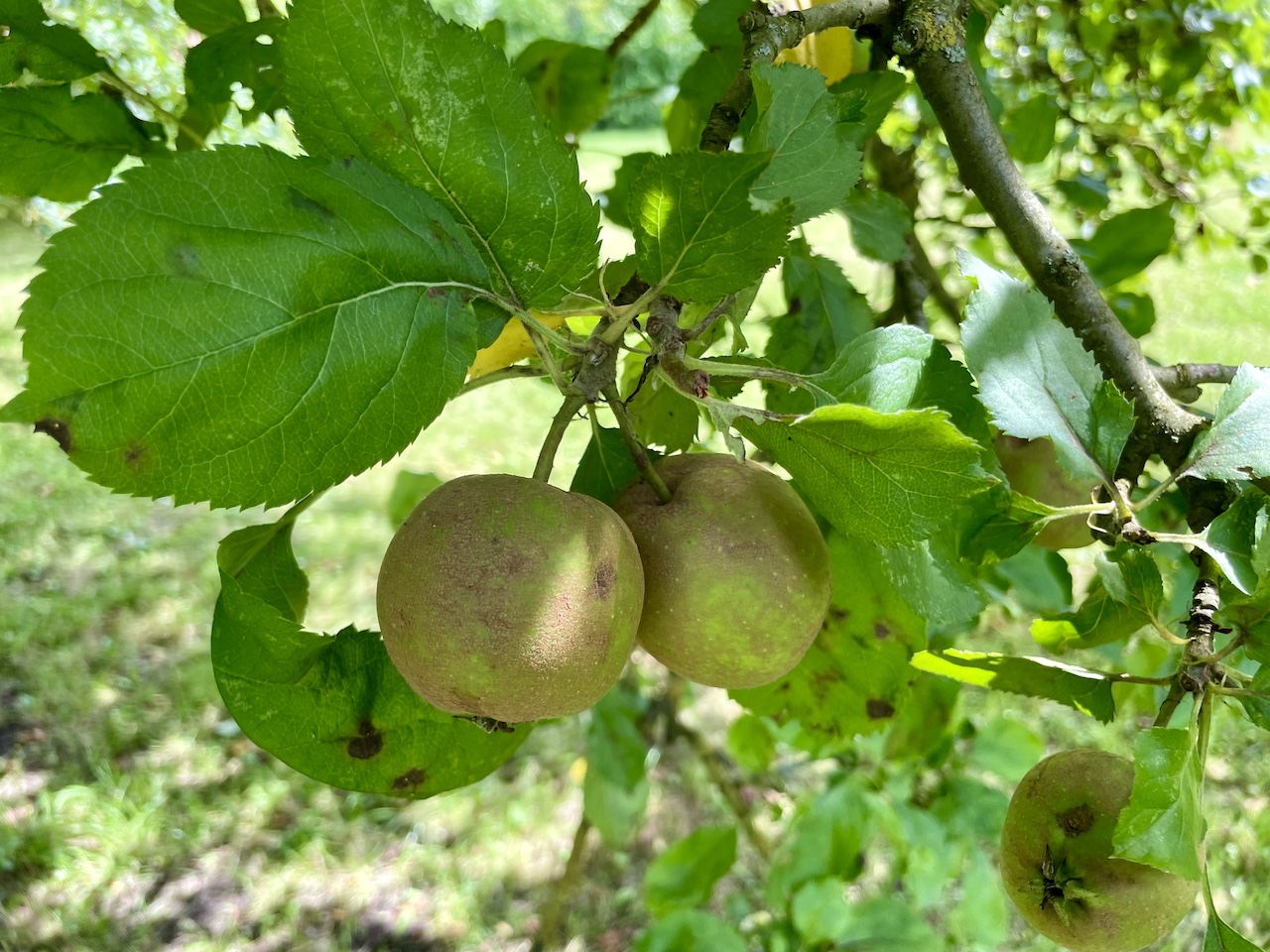 Malus domestica 'Schöner von Boskoop' - Kiel - Juli 2024