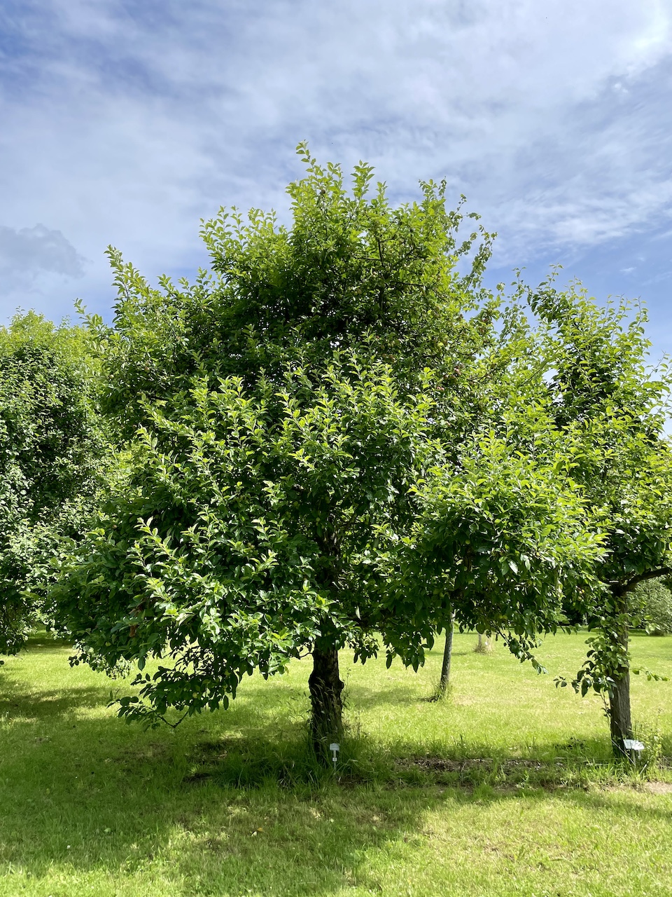 Malus sylvestris - Kiel - Juli 2024