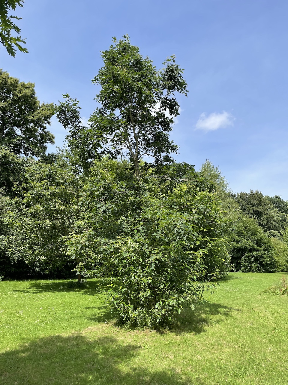 Quercus alba - Kiel - Juli 2024