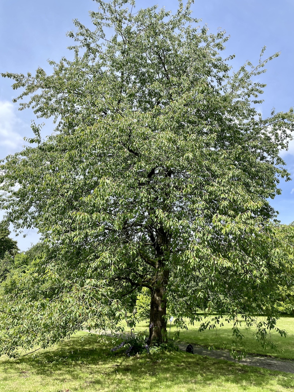 Prunus avium subsp. avium - Kiel - Juli 2024