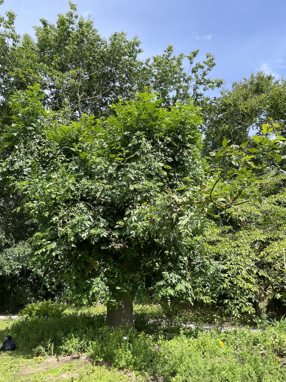 Fraxinus pennsylvanica - Kiel - Juli 2024