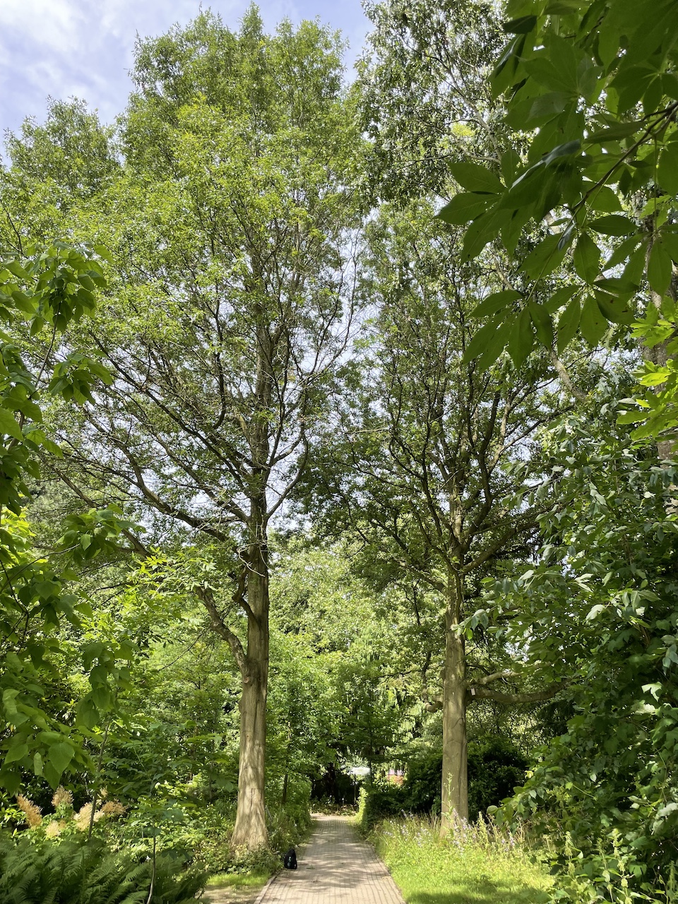 Quercus coccinea - Kiel - Juli 2024
