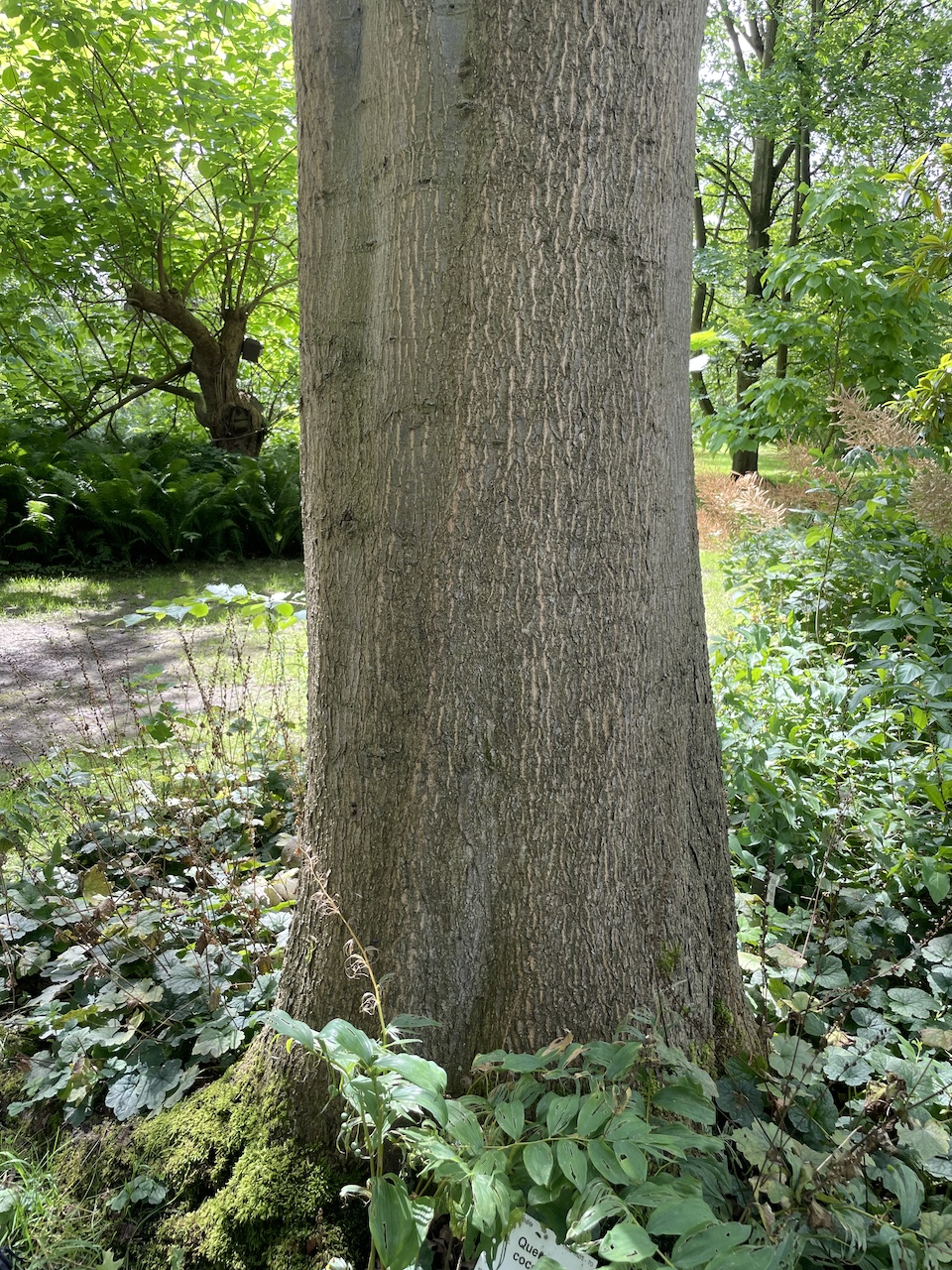 Quercus coccinea - Kiel - Juli 2024