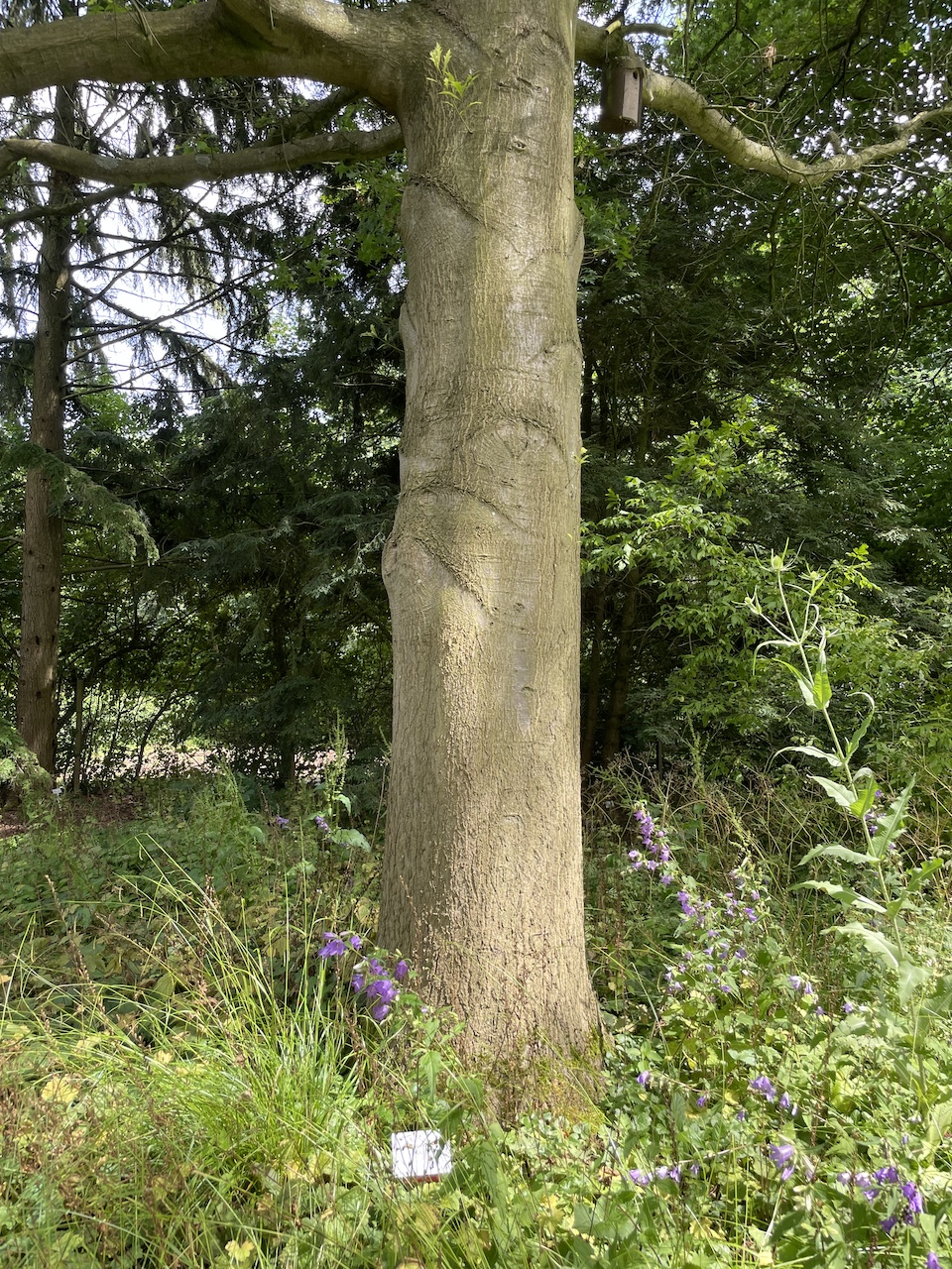 Quercus coccinea - Kiel - Juli 2024
