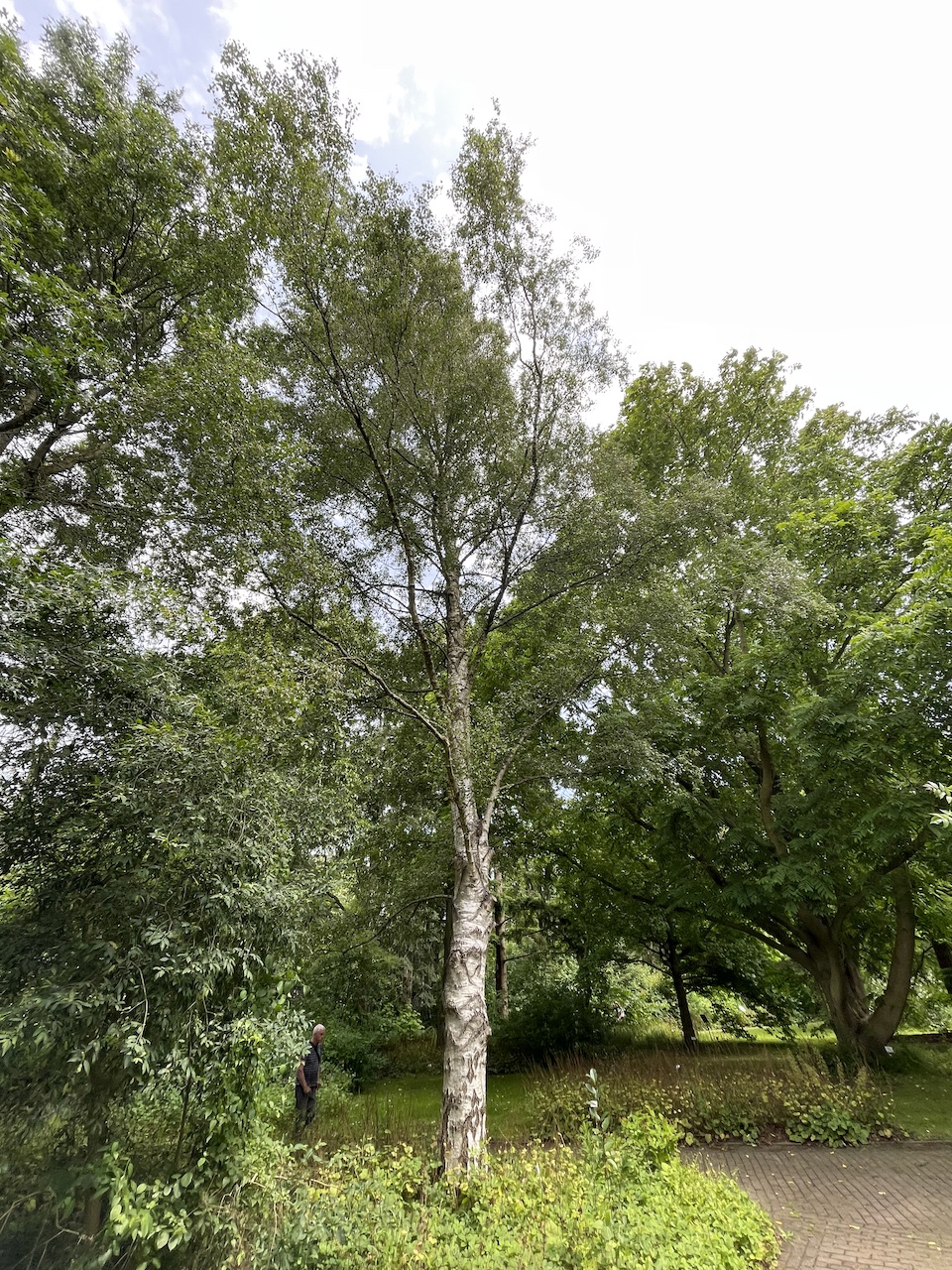 Betula populifolia - Kiel - Juli 2024