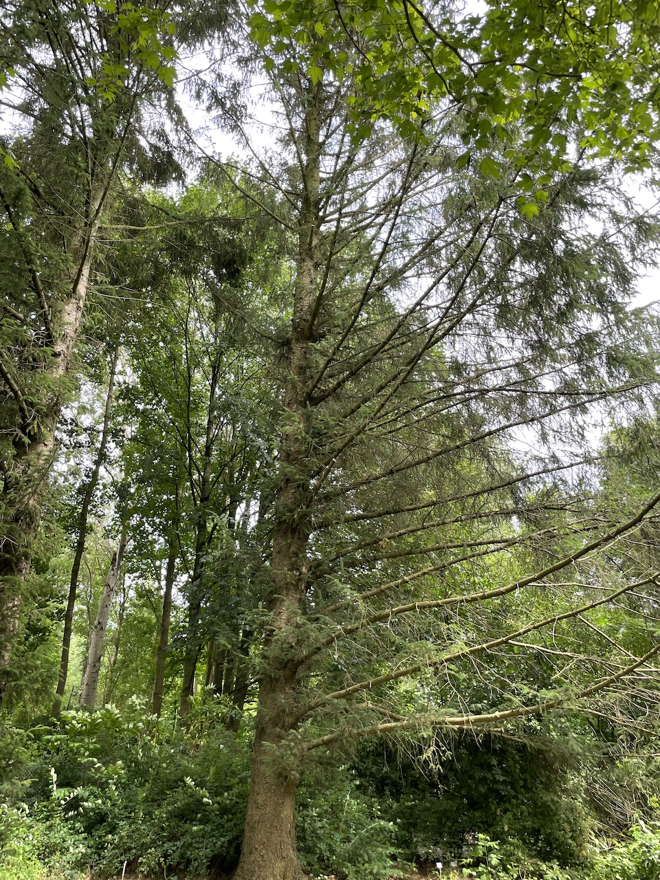 Picea sitchensis - Kiel - Juli 2024