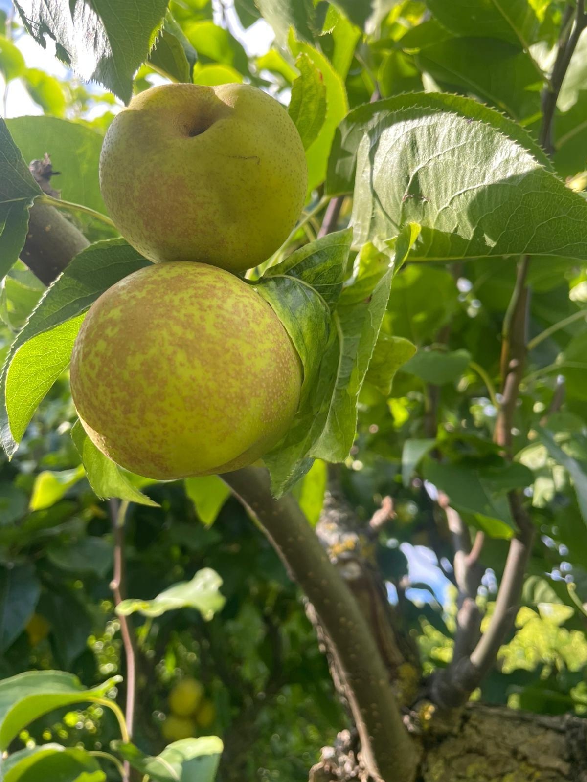 Pyrus pyrifolia - Kiel - August 2025