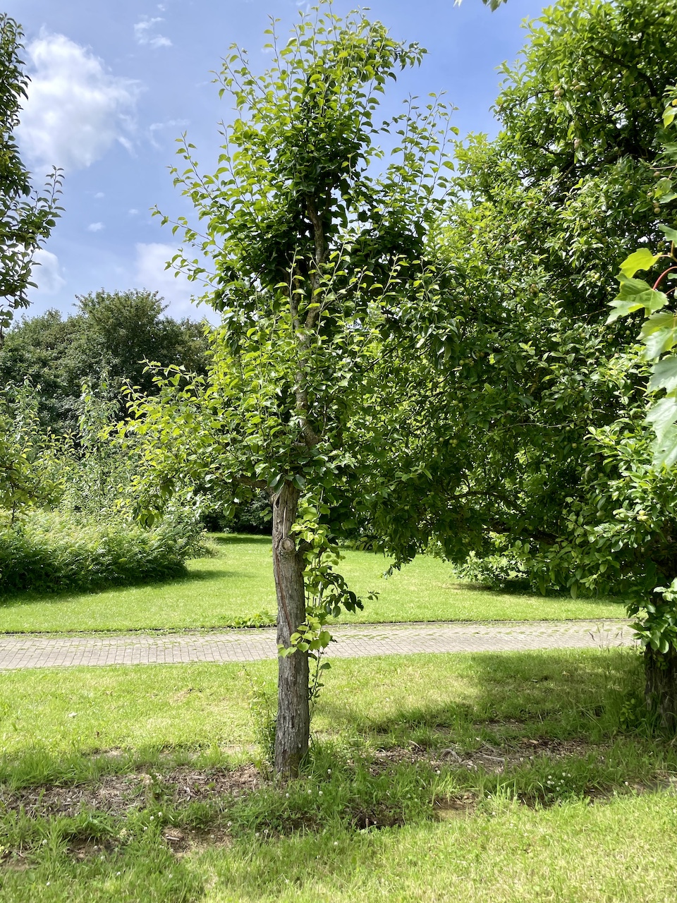 Pyrus pyrifolia - Kiel - Juli 2024