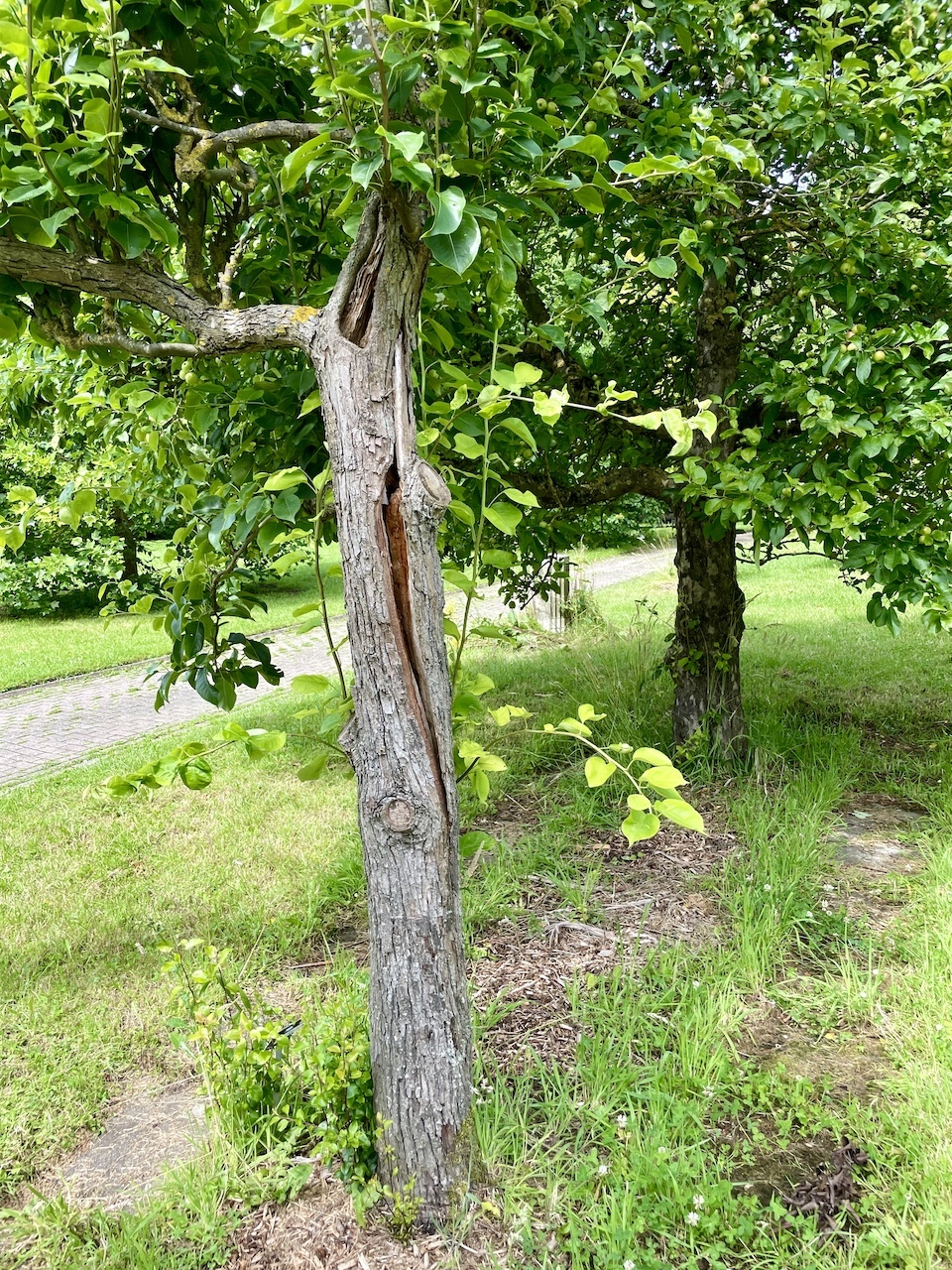 Pyrus pyrifolia - Kiel - Juli 2024