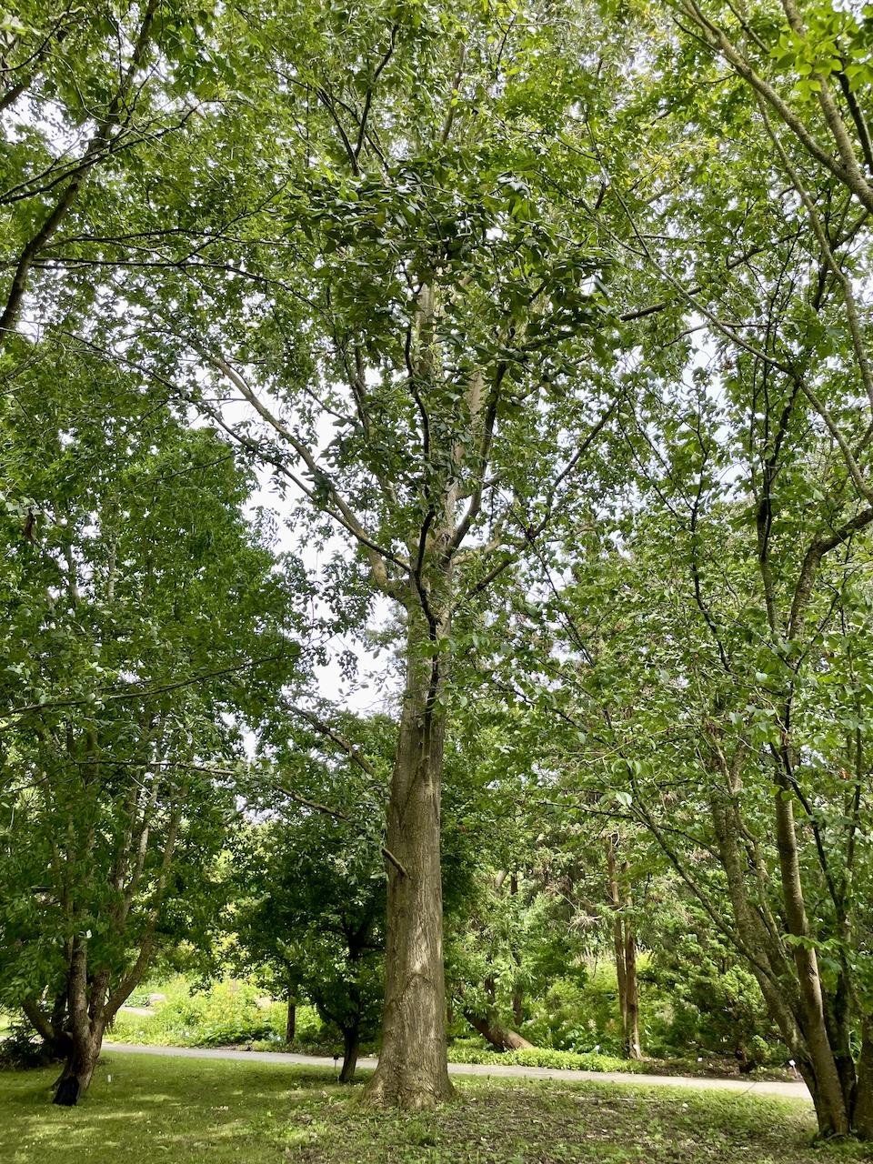 Populus koreana - Kiel - Juli 2024