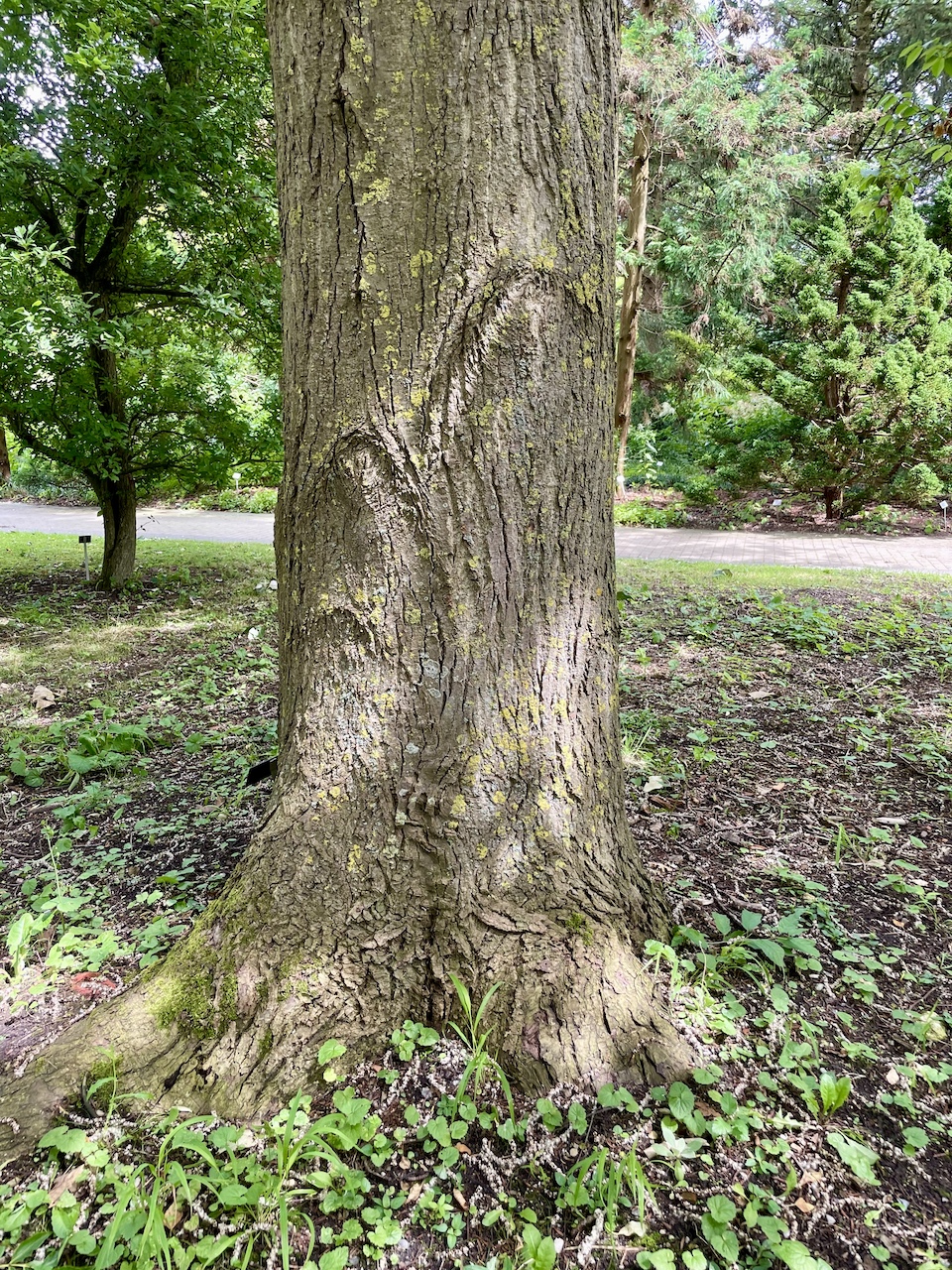 Populus koreana - Kiel - Juli 2024