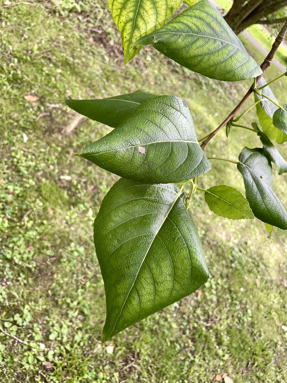 Populus koreana - Kiel - Juli 2024