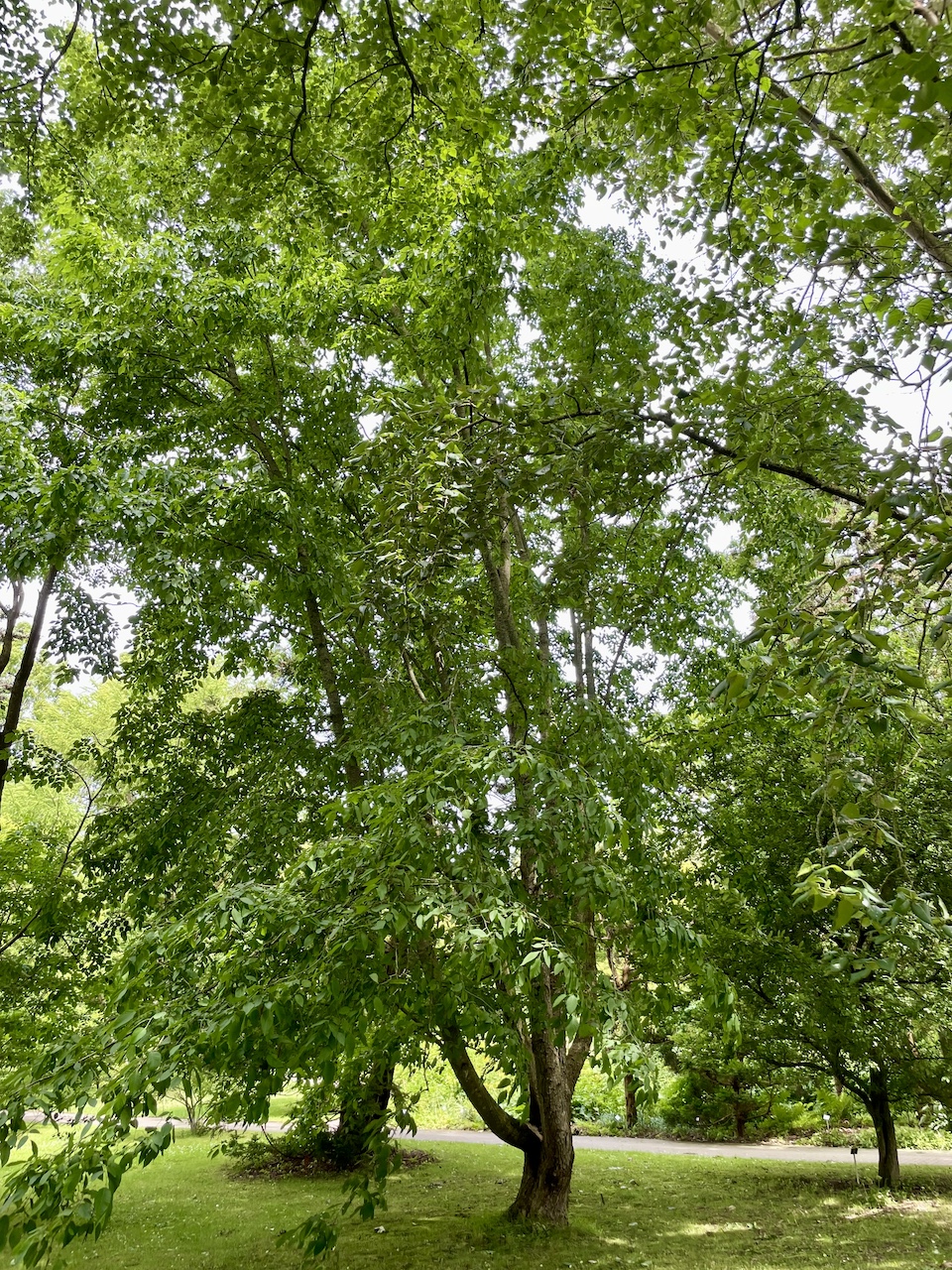 Carpinus tschonoskii - Kiel - Juli 2024