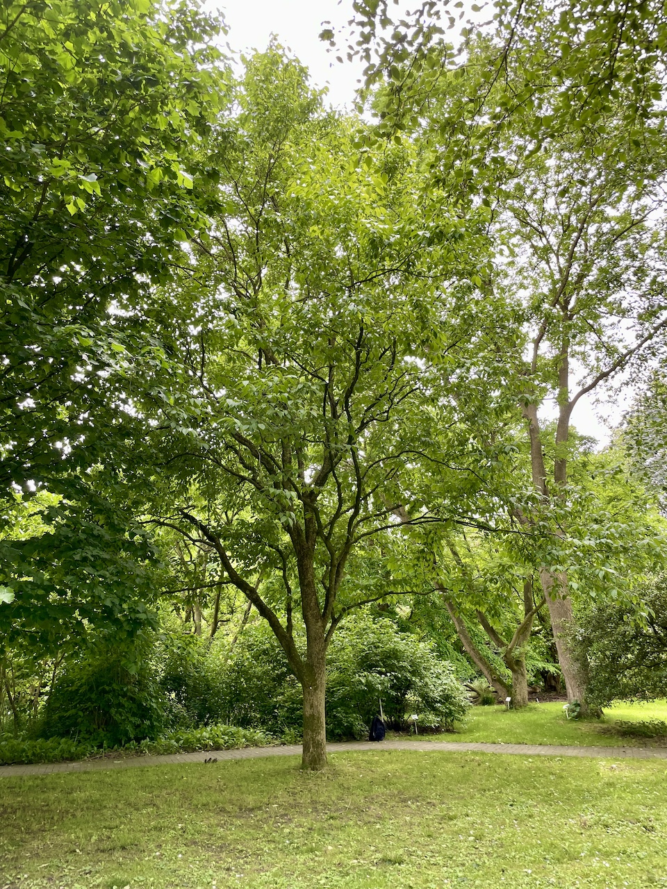 Euptelea polyandra - Kiel - Juli 2024