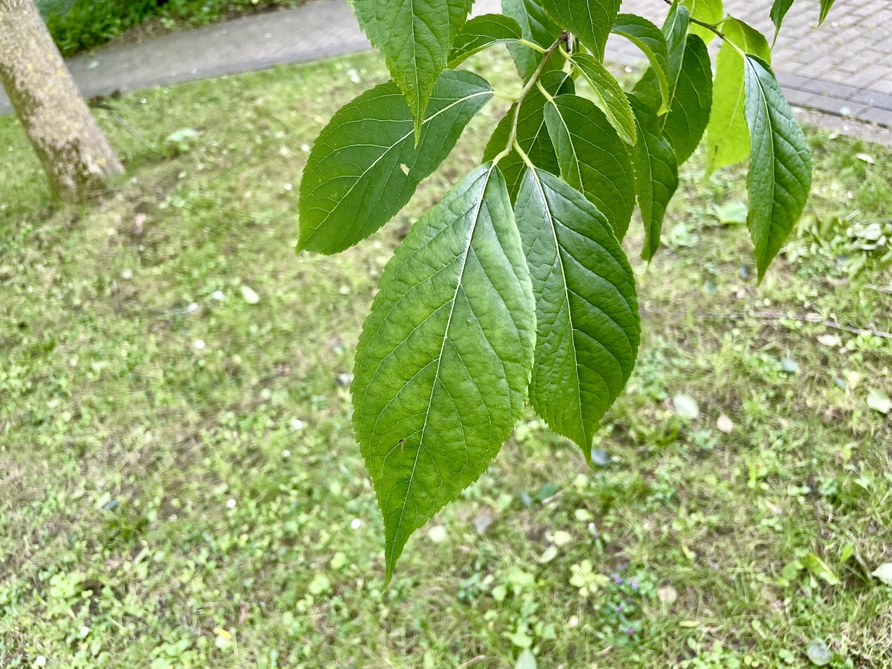 Euptelea polyandra - Kiel - Juli 2024