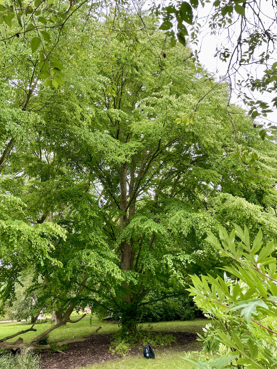 Cercidiphyllum japonicum - Kiel - Juli 2024
