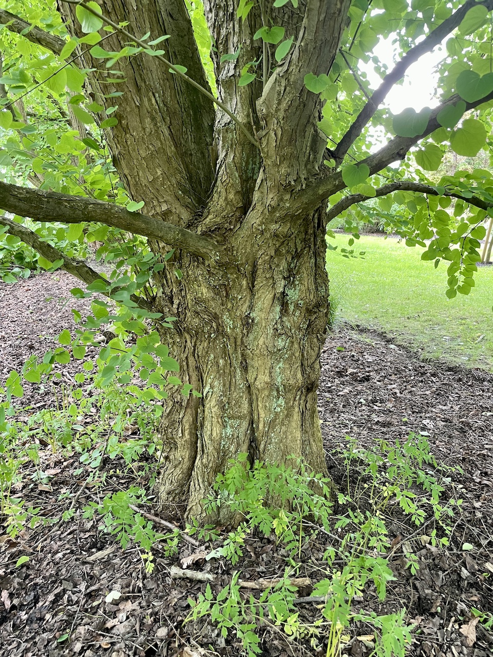 Cercidiphyllum japonicum - Kiel - Juli 2024