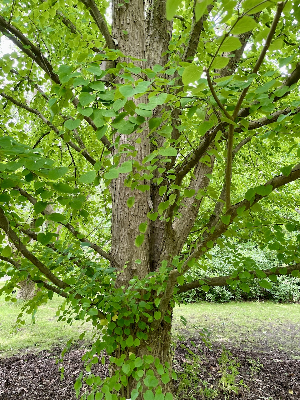 Cercidiphyllum japonicum - Kiel - Juli 2024