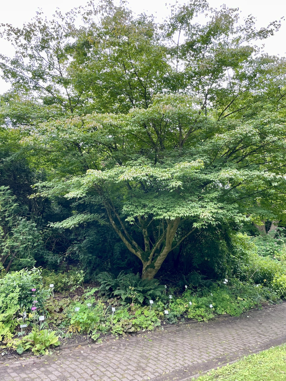Acer cissifolium - Kiel - Juli 2024