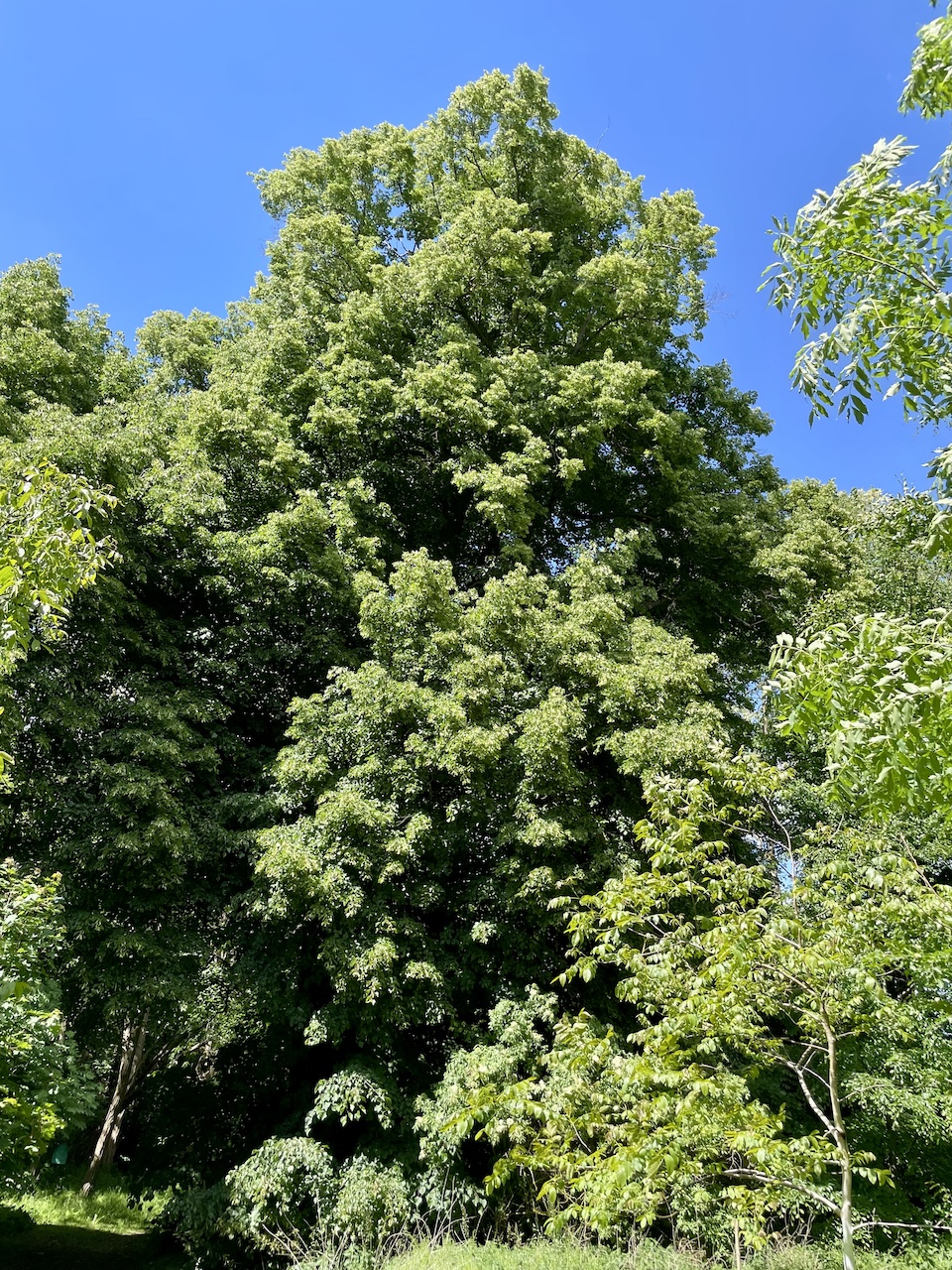 Tilia platyphyllos - Ducherow-Schwerinsburg - Mai 2025