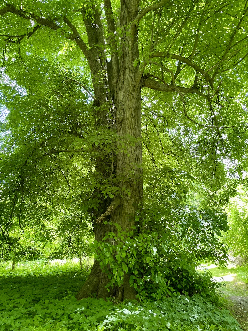 Tilia platyphyllos - Ducherow-Schwerinsburg - Mai 2025