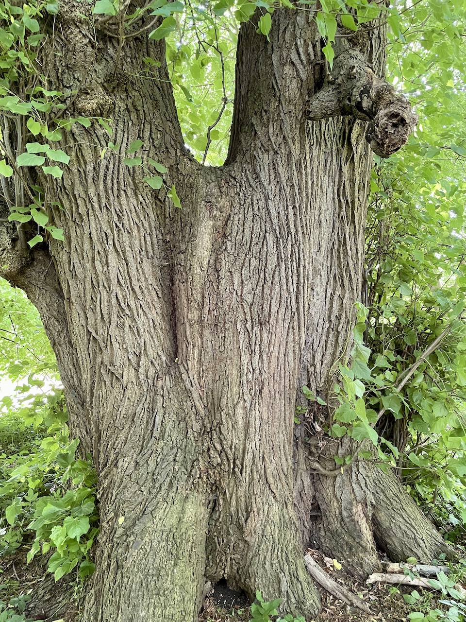 Tilia platyphyllos - Ducherow-Schwerinsburg - Mai 2025