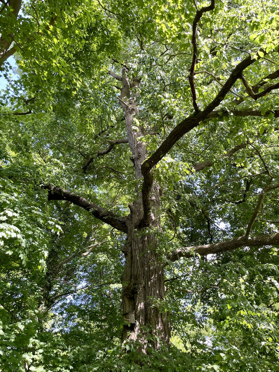 Ulmus laevis - Ducherow-Schwerinsburg - Mai 2025