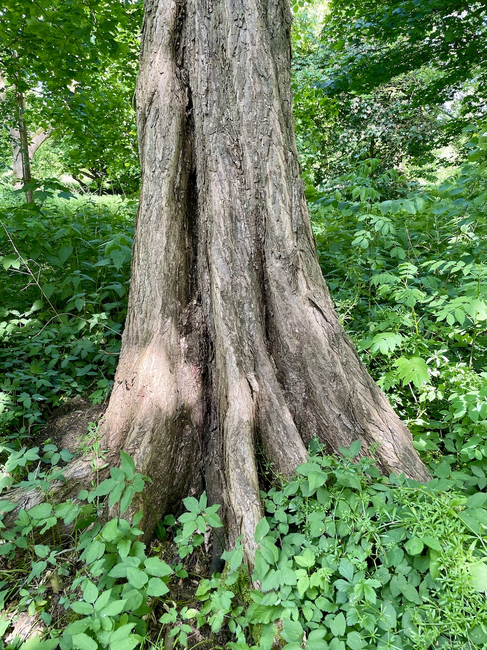 Ulmus laevis - Ducherow-Schwerinsburg - Mai 2025