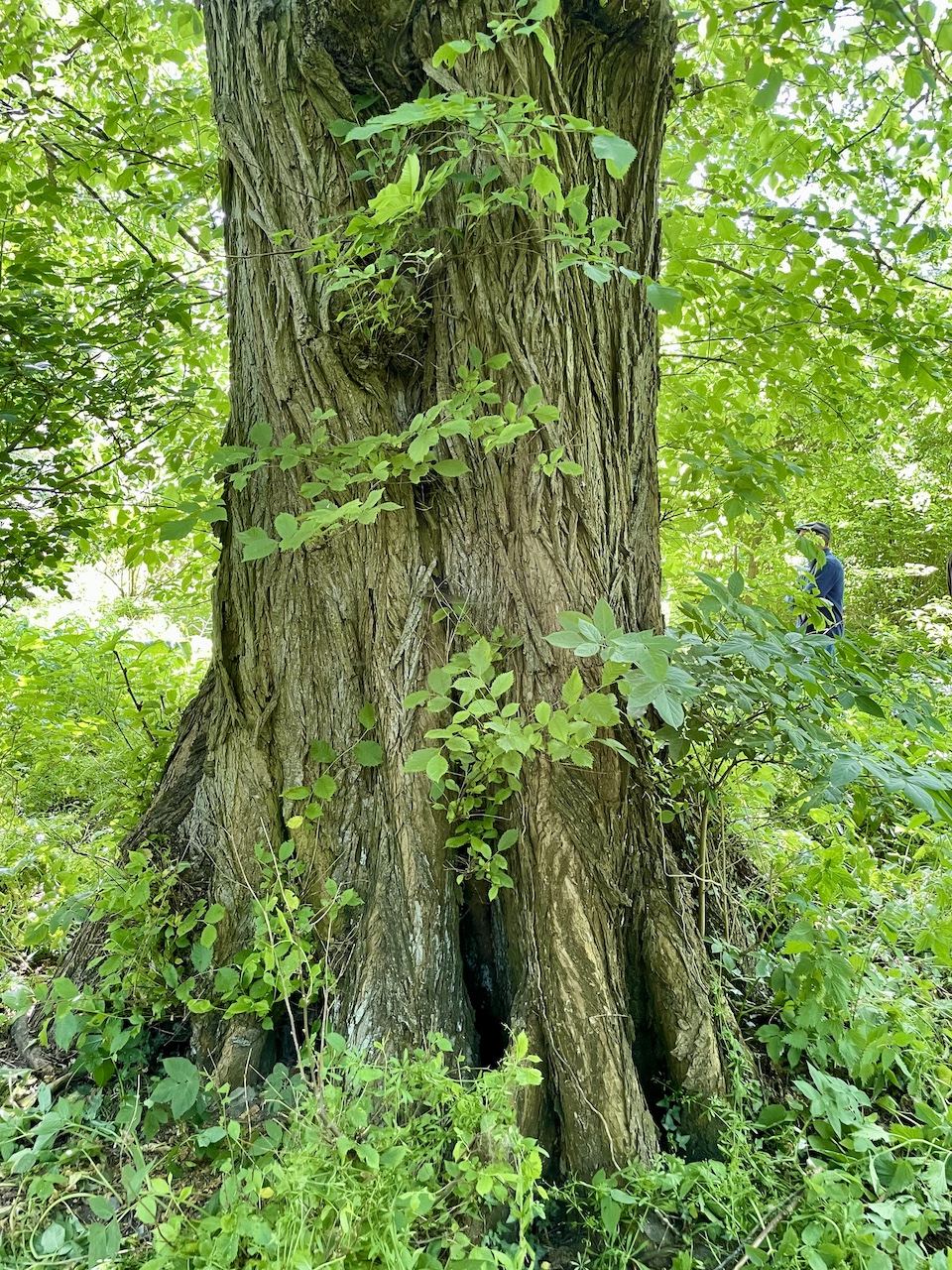 Ulmus laevis - Ducherow-Schwerinsburg - Mai 2025