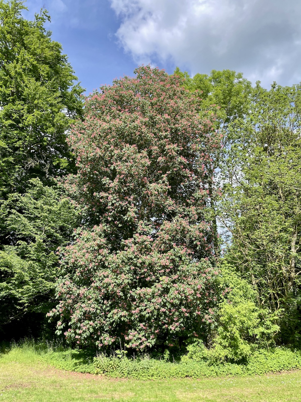 Aesculus × carnea - Kaiserkoppel Spantekow - Mai 2025