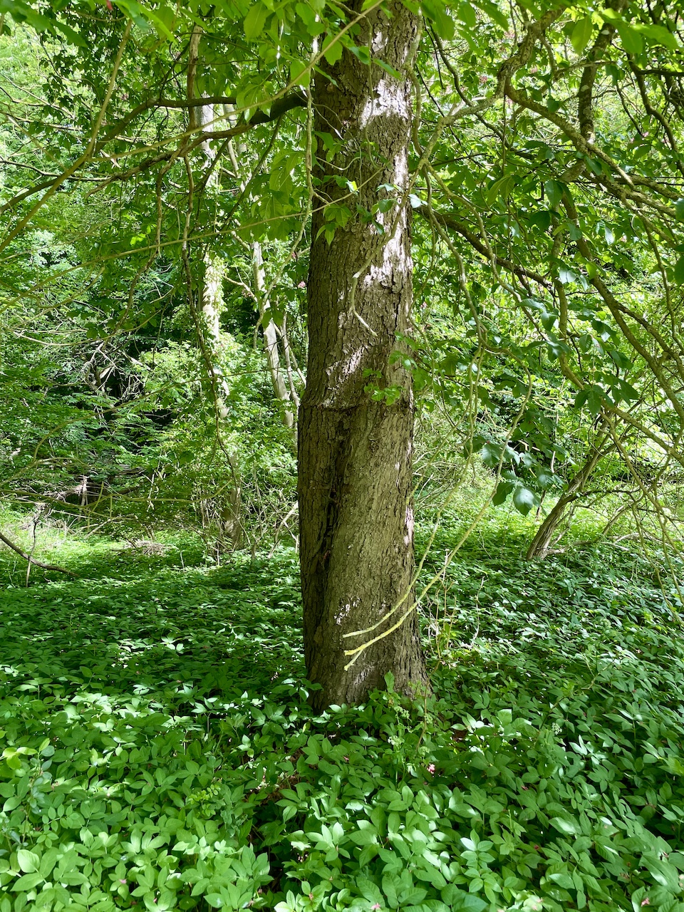 Aesculus × carnea - Kaiserkoppel Spantekow - Mai 2025
