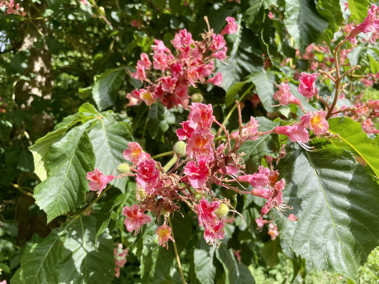 Aesculus × carnea - Kaiserkoppel Spantekow - Mai 2025