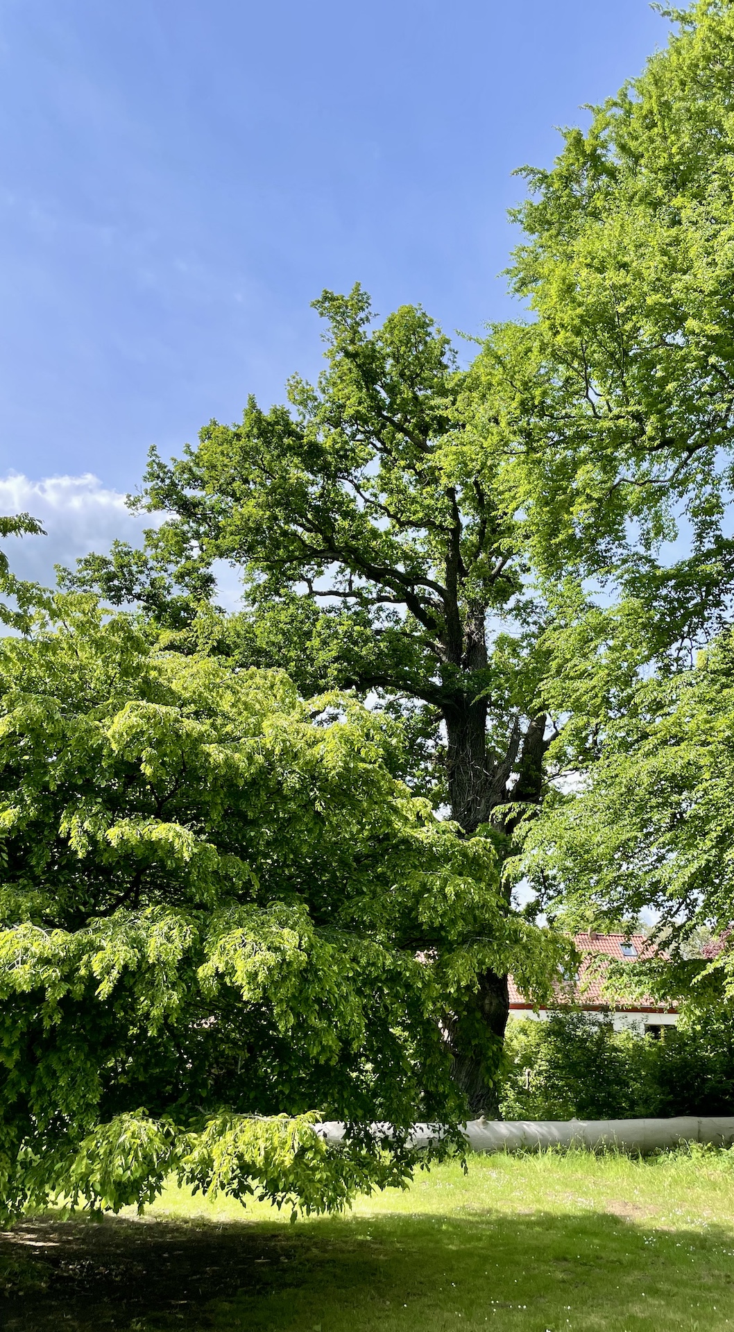 Quercus robur - Kaiserkoppel Spantekow - Mai 2025