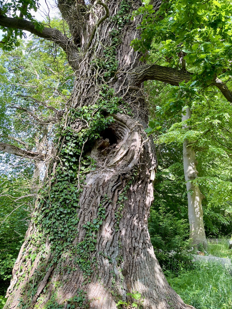 Quercus robur - Kaiserkoppel Spantekow - Mai 2025