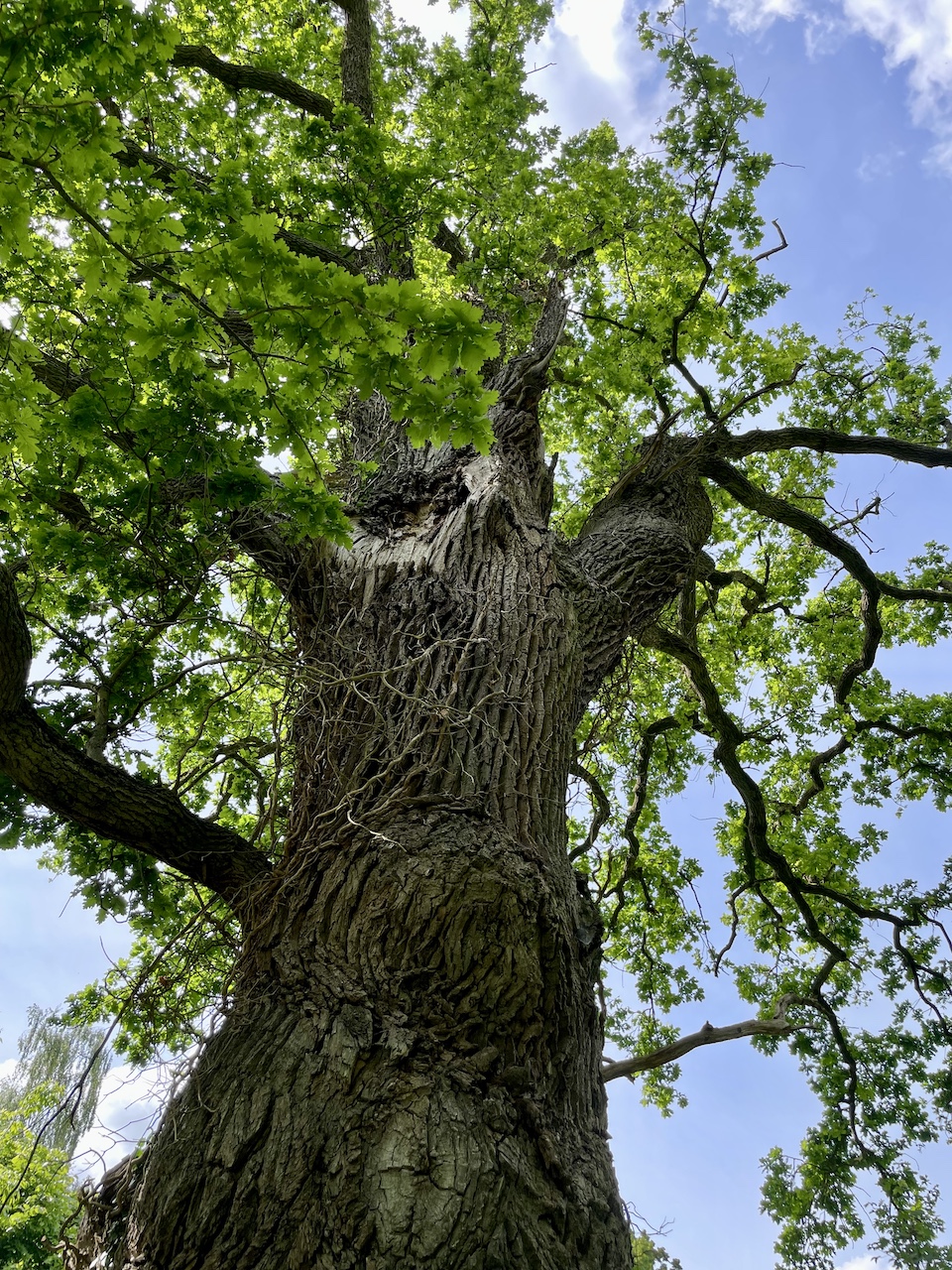 Quercus robur - Kaiserkoppel Spantekow - Mai 2025