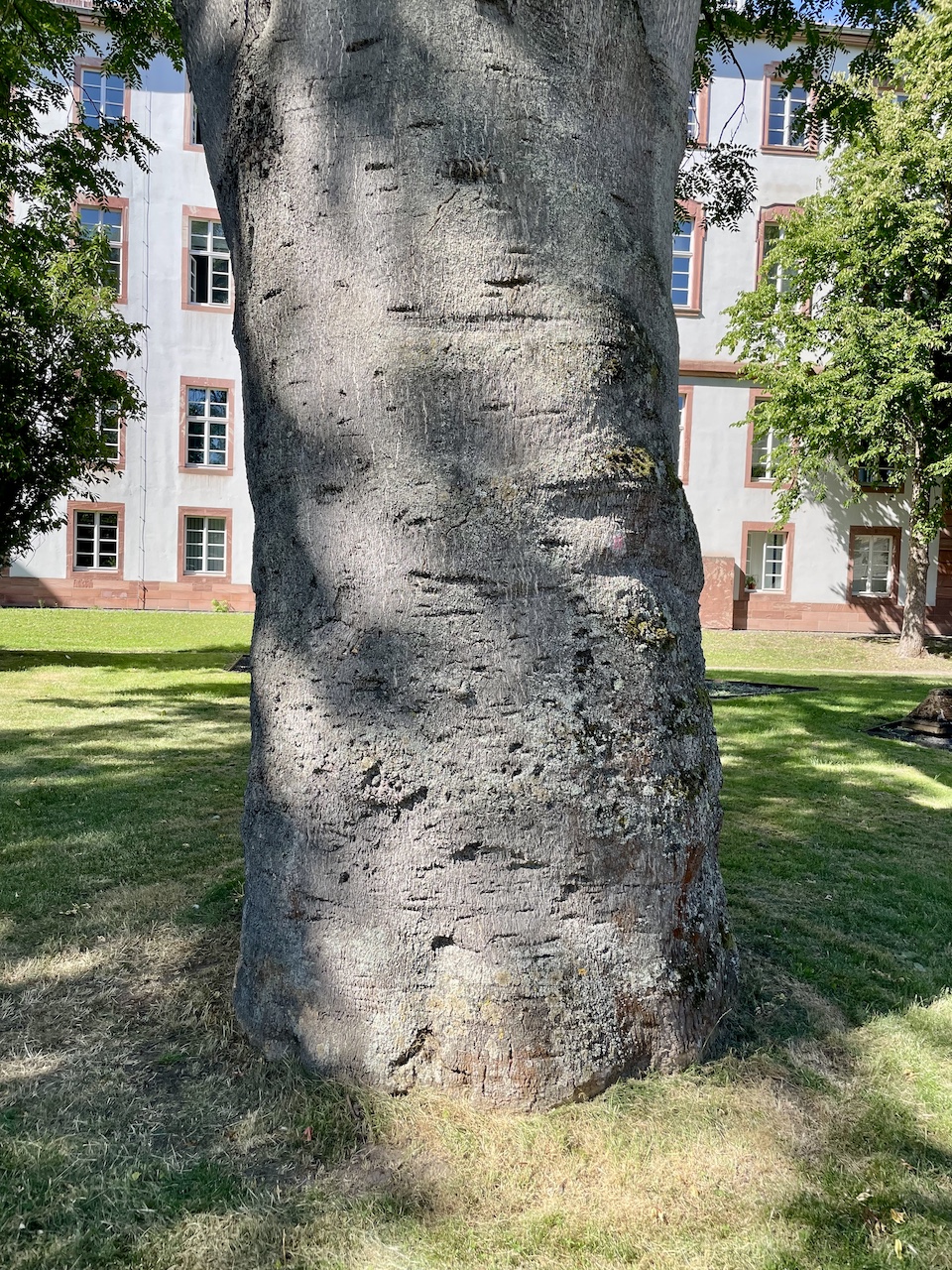 Ailanthus altissima - Hanau - August 2025